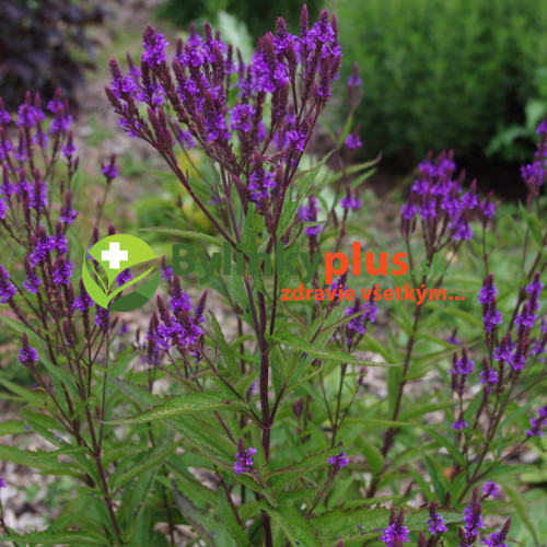 Železník šípový -  (Verbena hastata L.) / živá rastlinka v kvetináči