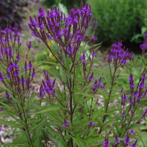 Železník šípový -  (Verbena hastata L.) / živá rastlinka v kvetináči