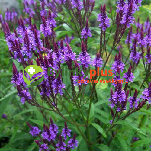 Železník šípový -  (Verbena hastata L.) / živá rastlinka v kvetináči
