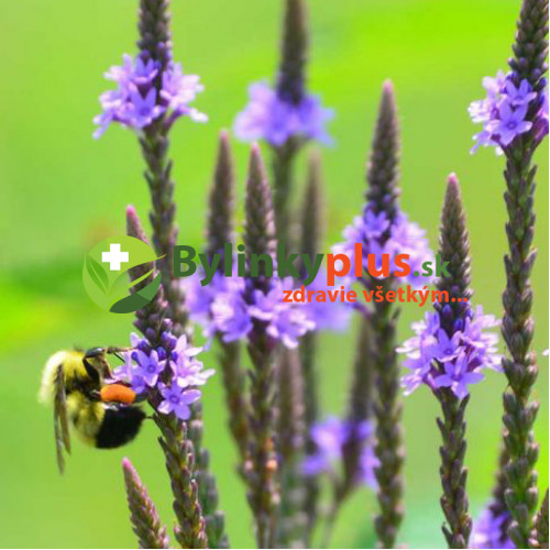 Železník šípový -  (Verbena hastata L.) / živá rastlinka v kvetináči