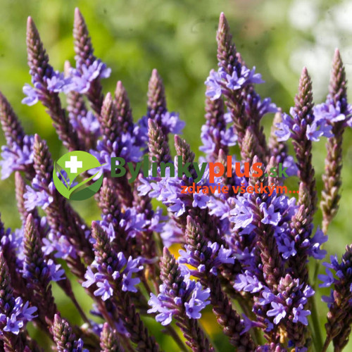 Železník šípový -  (Verbena hastata L.) / živá rastlinka v kvetináči