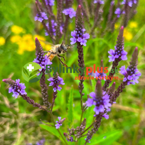 Železník šípový -  (Verbena hastata L.) / živá rastlinka v kvetináči