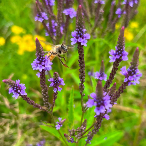 Železník šípový -  (Verbena hastata L.) / živá rastlinka v kvetináči
