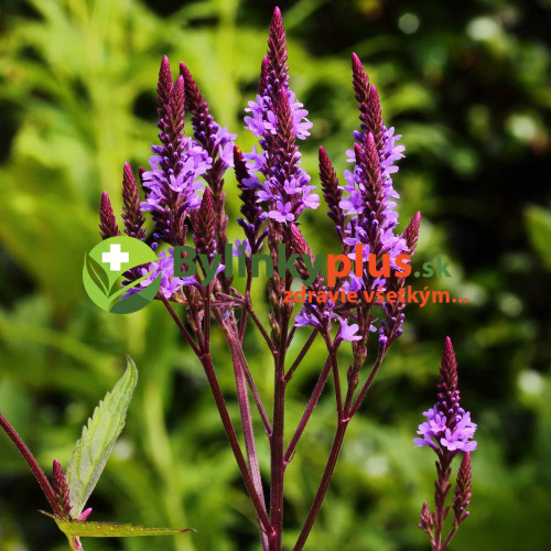 Železník šípový -  (Verbena hastata L.) / živá rastlinka v kvetináči