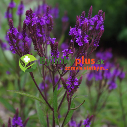 Železník šípový -  (Verbena hastata L.) / živá rastlinka v kvetináči