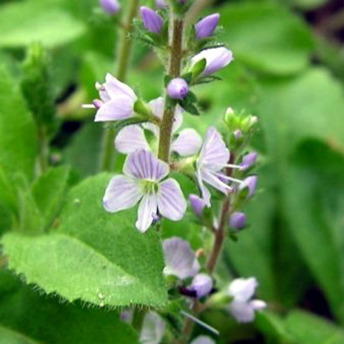 Veronika lekárska-(Veronica officinalis L.)