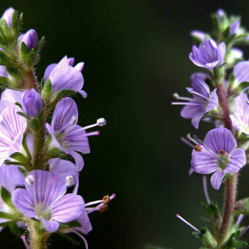 Veronika lekárska-(Veronica officinalis L.)