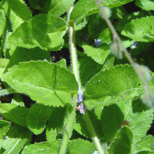 Veronika lekárska-(Veronica officinalis L.)