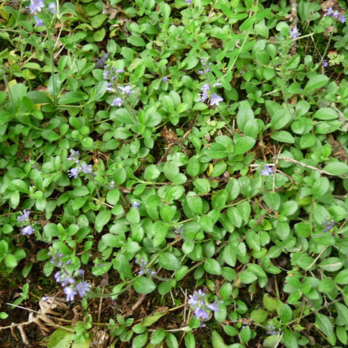 Veronika lekárska-(Veronica officinalis L.)