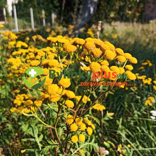 Vratič obyčajný – (Tanacetum vulgare L.), živá rastlinka v kvetináči