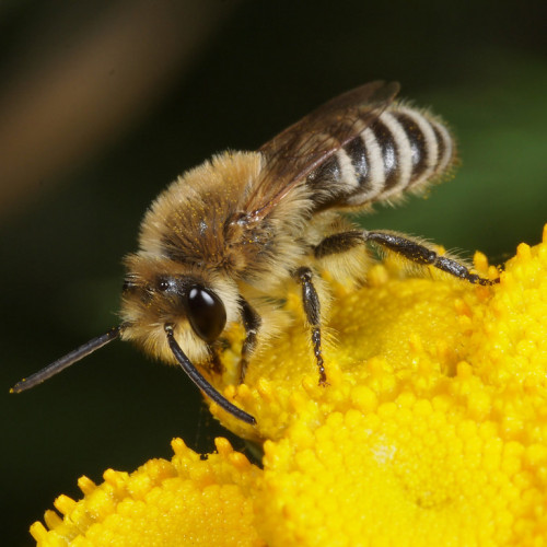 Vratič obyčajný – (Tanacetum vulgare L.), živá rastlinka v kvetináči