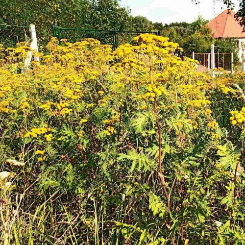 Vratič obyčajný – (Tanacetum vulgare L.), živá rastlinka v kvetináči