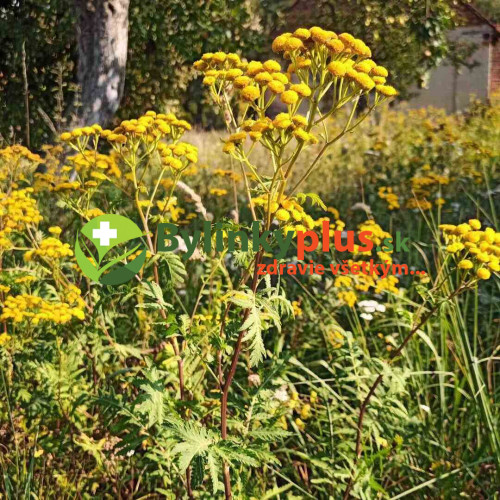 Vratič obyčajný – (Tanacetum vulgare L.), živá rastlinka v kvetináči