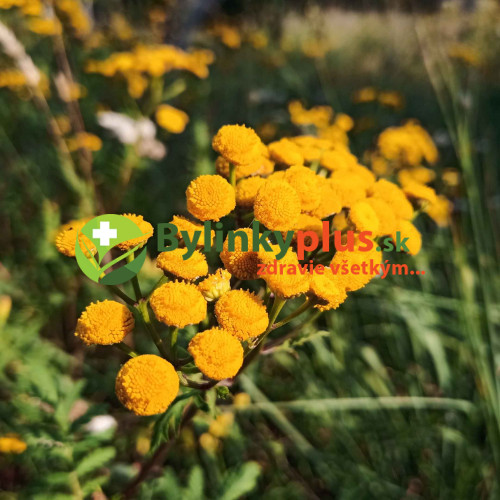 Vratič obyčajný – (Tanacetum vulgare L.), živá rastlinka v kvetináči