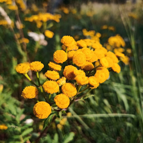 Vratič obyčajný – (Tanacetum vulgare L.), živá rastlinka v kvetináči