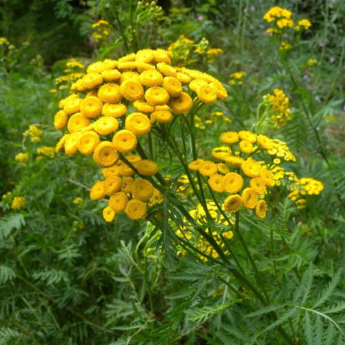 Vratič obyčajný – (Tanacetum vulgare L.), živá rastlinka v kvetináči