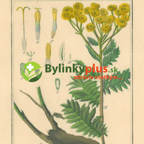 Vratič obyčajný – (Tanacetum vulgare L.), živá rastlinka v kvetináči