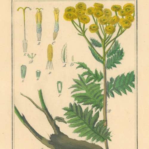Vratič obyčajný – (Tanacetum vulgare L.), živá rastlinka v kvetináči