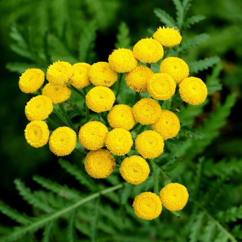 Vratič obyčajný – (Tanacetum vulgare L.), živá rastlinka v kvetináči