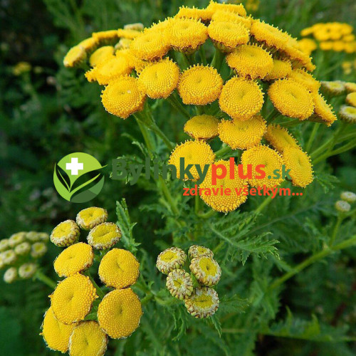 Vratič obyčajný – (Tanacetum vulgare L.), živá rastlinka v kvetináči