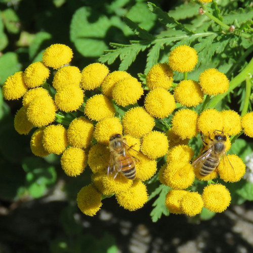 Vratič obyčajný – (Tanacetum vulgare L.), živá rastlinka v kvetináči