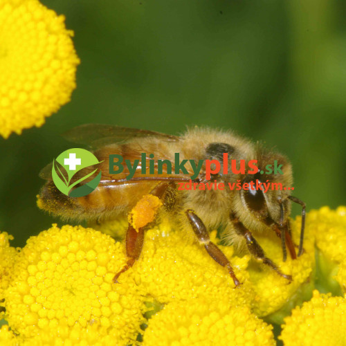 Vratič obyčajný – (Tanacetum vulgare L.), živá rastlinka v kvetináči