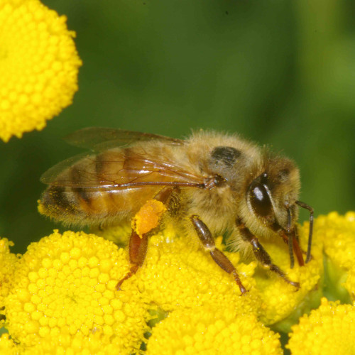 Vratič obyčajný – (Tanacetum vulgare L.), živá rastlinka v kvetináči