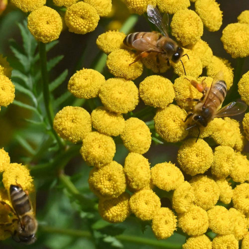 Vratič obyčajný – (Tanacetum vulgare L.), živá rastlinka v kvetináči