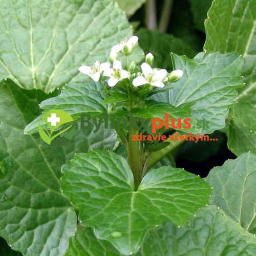 Wasabi–Pravý japonský zelený chren,(Wasabia japonica, L. alebo Eutrema japonica, L.)