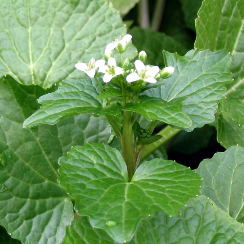 Wasabi–Pravý japonský zelený chren,(Wasabia japonica, L. alebo Eutrema japonica, L.)