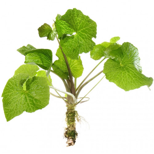 Wasabi–Pravý japonský zelený chren,(Wasabia japonica, L. alebo Eutrema japonica, L.)