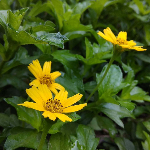 Vedélia - wedelia trojlaločná, nechtíková – (Wedelia trilobata sphagneticola calendulacea L.) / živá bylinka, rastlinka v kvetináči