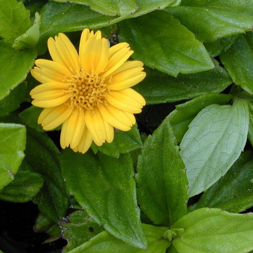 Vedélia - wedelia trojlaločná, nechtíková – (Wedelia trilobata sphagneticola calendulacea L.) / živá bylinka, rastlinka v kvetináči