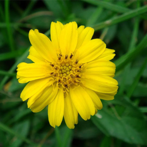 Vedélia - wedelia trojlaločná, nechtíková – (Wedelia trilobata sphagneticola calendulacea L.) / živá bylinka, rastlinka v kvetináči