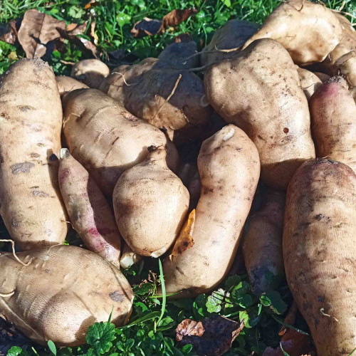 JAKON, yacon (Yakon) - (Smallanthus sonchifolius L., alebo Polymnia sonchifolia L. ) / živá bylinka, rastlinka v kvetináči