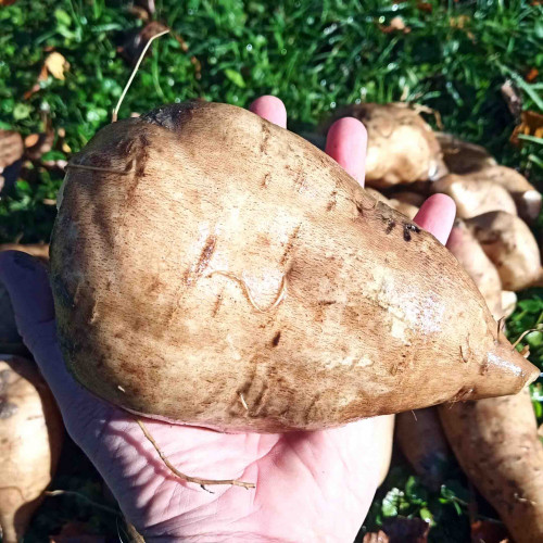 JAKON, yacon (Yakon) - (Smallanthus sonchifolius L., alebo Polymnia sonchifolia L. ) / živá bylinka, rastlinka v kvetináči