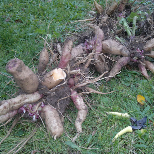 JAKON, yacon (Yakon) - (Smallanthus sonchifolius L., alebo Polymnia sonchifolia L. ) / živá bylinka, rastlinka v kvetináči