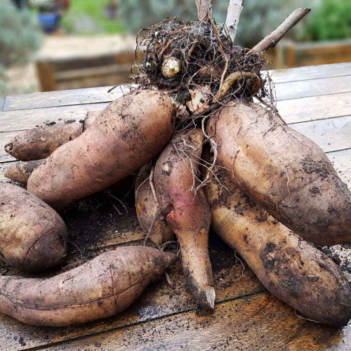 JAKON, yacon (Yakon) - (Smallanthus sonchifolius L., alebo Polymnia sonchifolia L. ) / živá bylinka, rastlinka v kvetináči