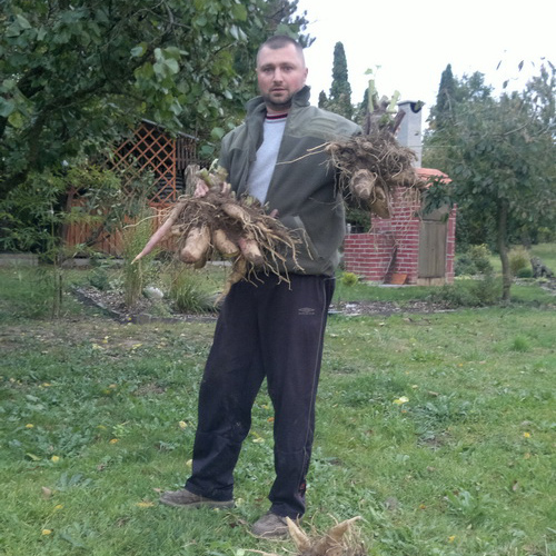 JAKON, yacon (Yakon) - (Smallanthus sonchifolius L., alebo Polymnia sonchifolia L. ) / živá bylinka, rastlinka v kvetináči