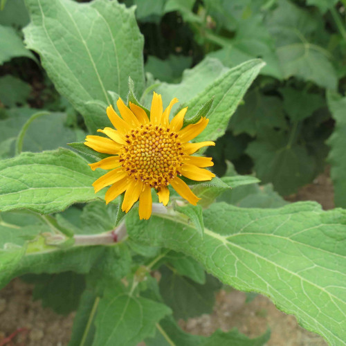 JAKON, yacon (Yakon) - (Smallanthus sonchifolius L., alebo Polymnia sonchifolia L. ) / živá bylinka, rastlinka v kvetináči