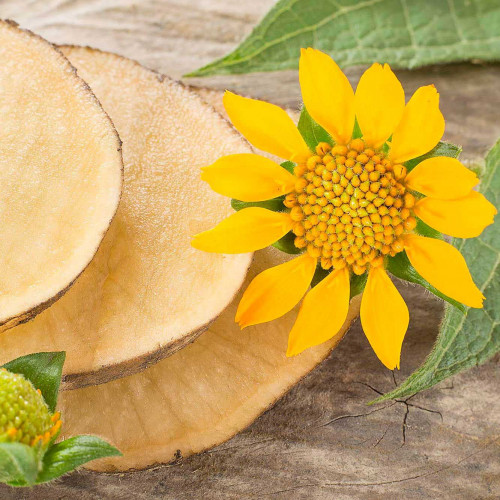 JAKON, yacon (Yakon) - (Smallanthus sonchifolius L., alebo Polymnia sonchifolia L. ) / živá bylinka, rastlinka v kvetináči