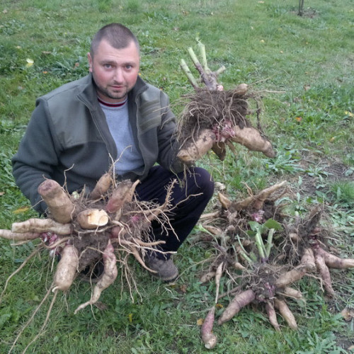 JAKON, yacon (Yakon) - (Smallanthus sonchifolius L., alebo Polymnia sonchifolia L. ) / živá bylinka, rastlinka v kvetináči