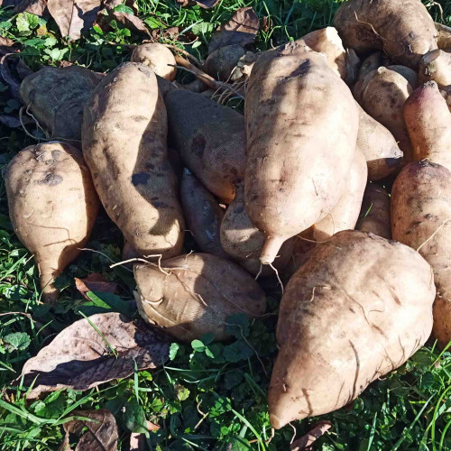 JAKON, yacon (Yakon) - (Smallanthus sonchifolius L., alebo Polymnia sonchifolia L. ) / živá bylinka, rastlinka v kvetináči
