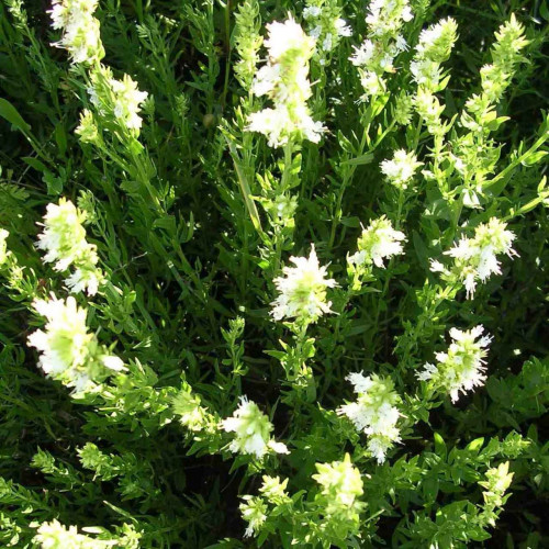 Yzop lekársky, biely-(Hyssopus officinalis L.)"ALBUS"
