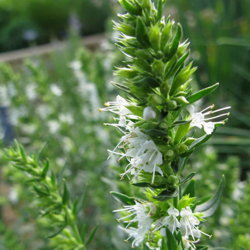 Yzop lekársky, biely-(Hyssopus officinalis L.)"ALBUS" / živá bylinka, rastlinka v kvetináči