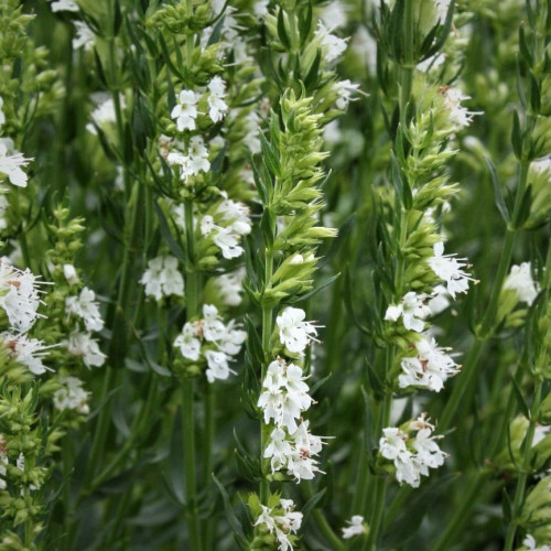 Yzop lekársky, biely-(Hyssopus officinalis L.)"ALBUS" / živá bylinka, rastlinka v kvetináči