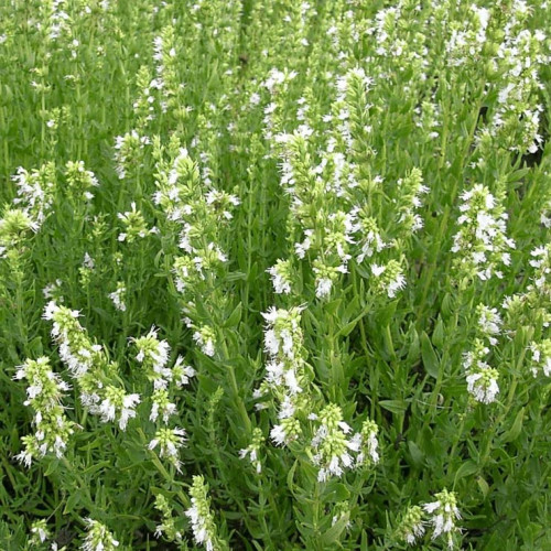 Yzop lekársky, biely-(Hyssopus officinalis L.)"ALBUS" / živá bylinka, rastlinka v kvetináči