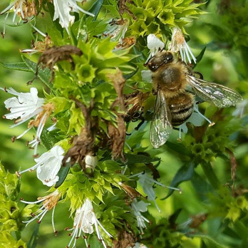 Yzop lekársky, biely-(Hyssopus officinalis L.)"ALBUS" / živá bylinka, rastlinka v kvetináči