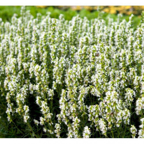 Yzop lekársky, biely-(Hyssopus officinalis L.)"ALBUS" / živá bylinka, rastlinka v kvetináči