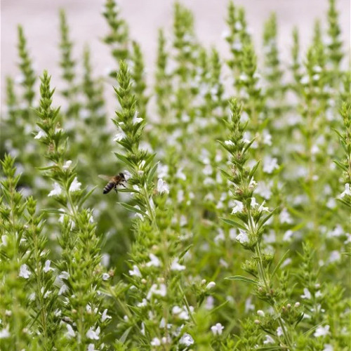 Yzop lekársky, biely-(Hyssopus officinalis L.)"ALBUS" / živá bylinka, rastlinka v kvetináči